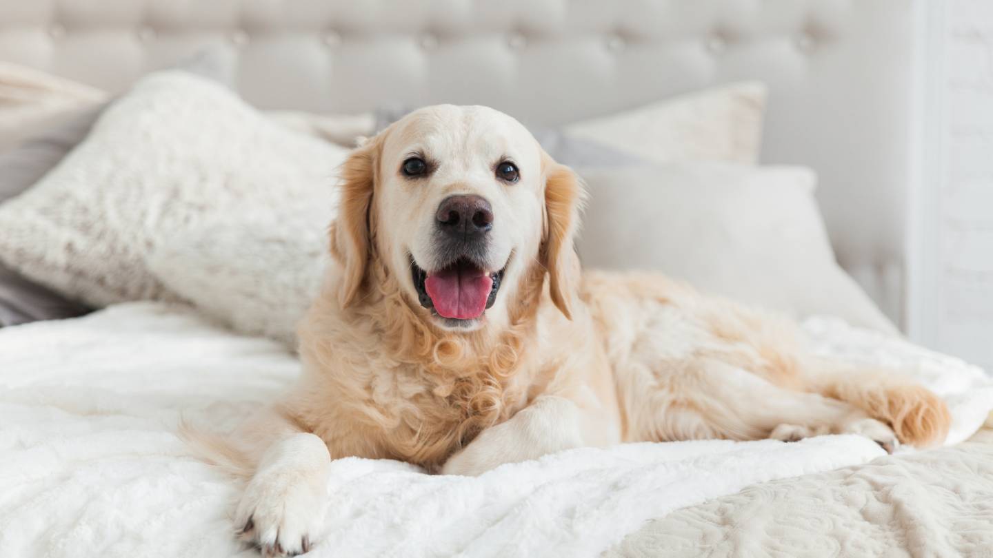 tips for creating a custom home that's pet friendly 1